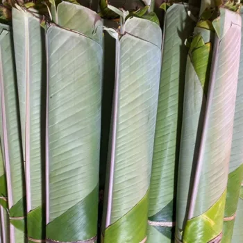 Banana Leaf - 10pcs
