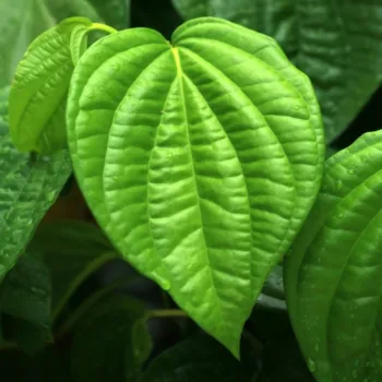 Betel Leaves - 1 Pair