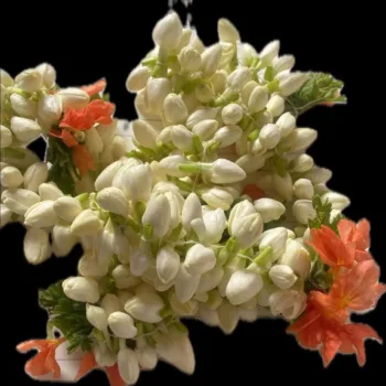 Jasmine String - 40cm