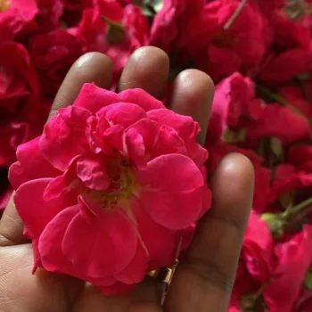 Paneer Rose