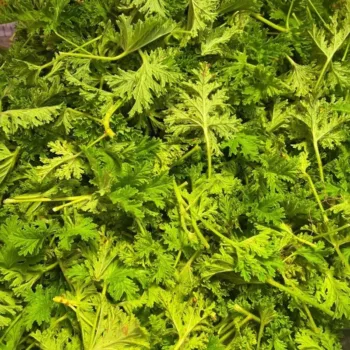 Paneer Leaves