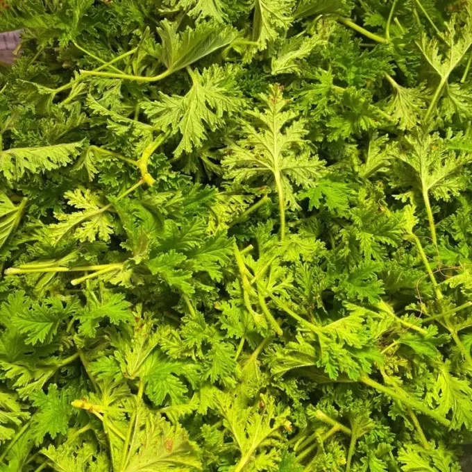 Paneer Leaves