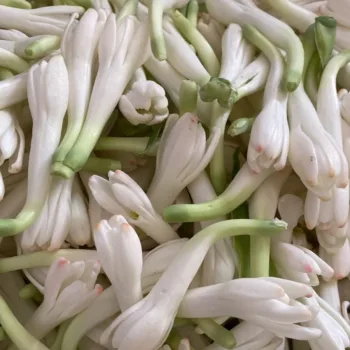 Sughandha Raja - Tuberose