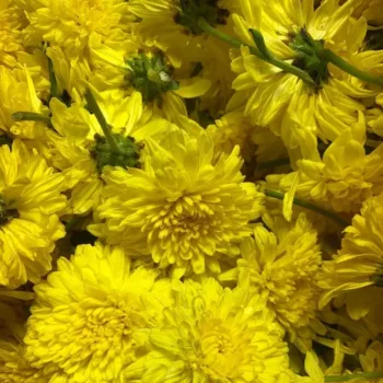 Yellow Sevanthi